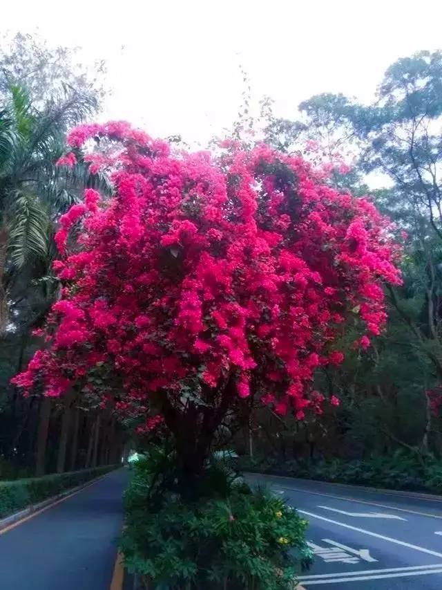 深圳市花是什么？