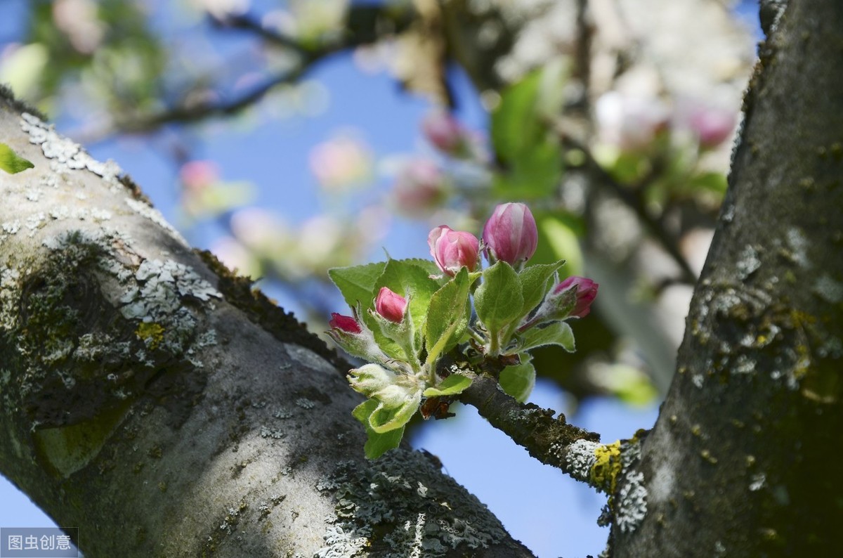 苹果树开花图片苹果树开花图片大全 苹果树开花图片苹果树开花图片大全
