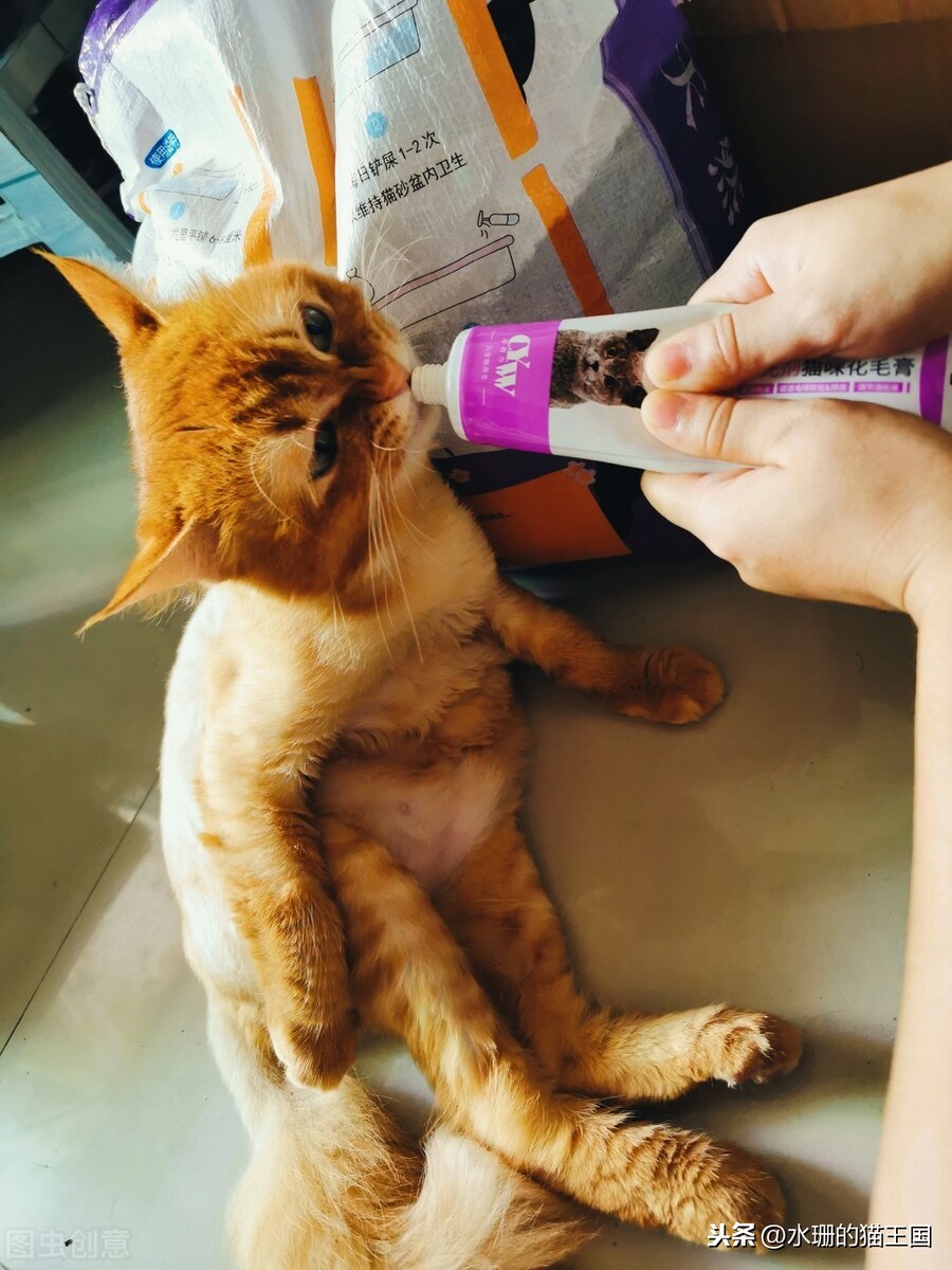 [猫草片]化毛膏和猫草，你会选哪个？为什么？