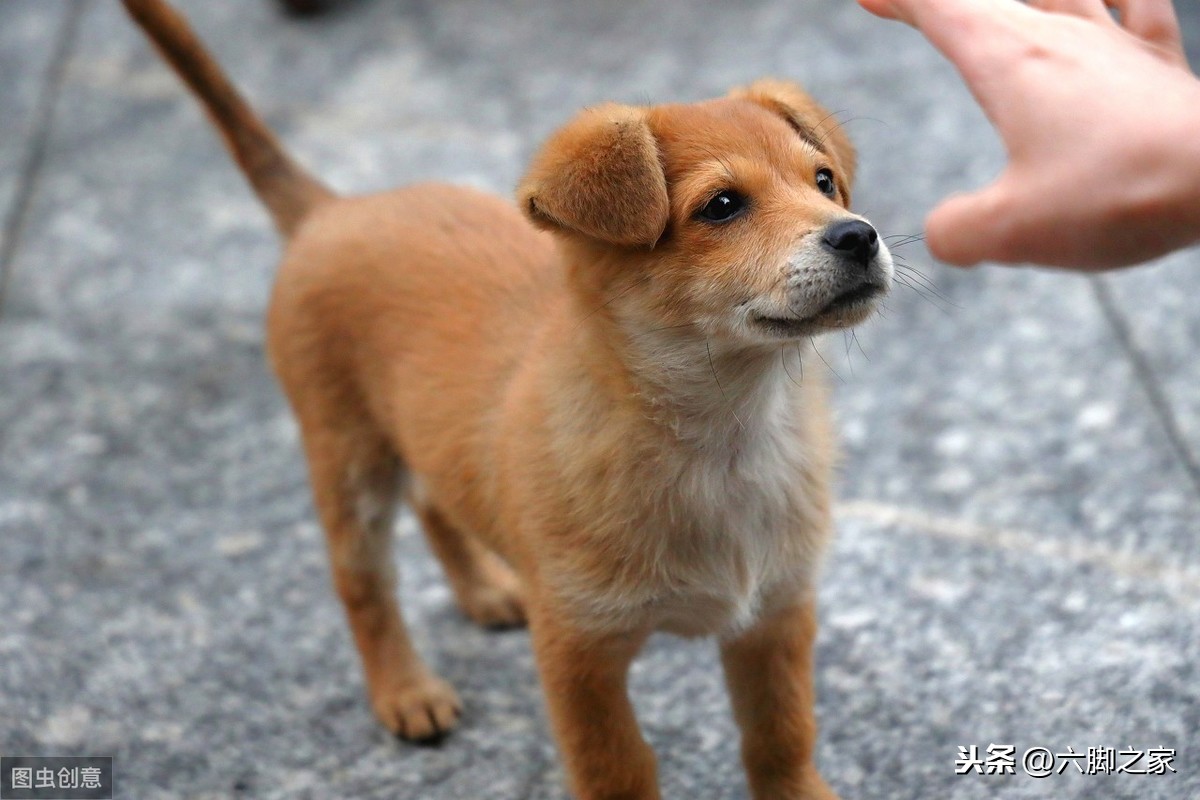 中华田园犬在海外生活情况，中华田园犬在海外生活情况如何