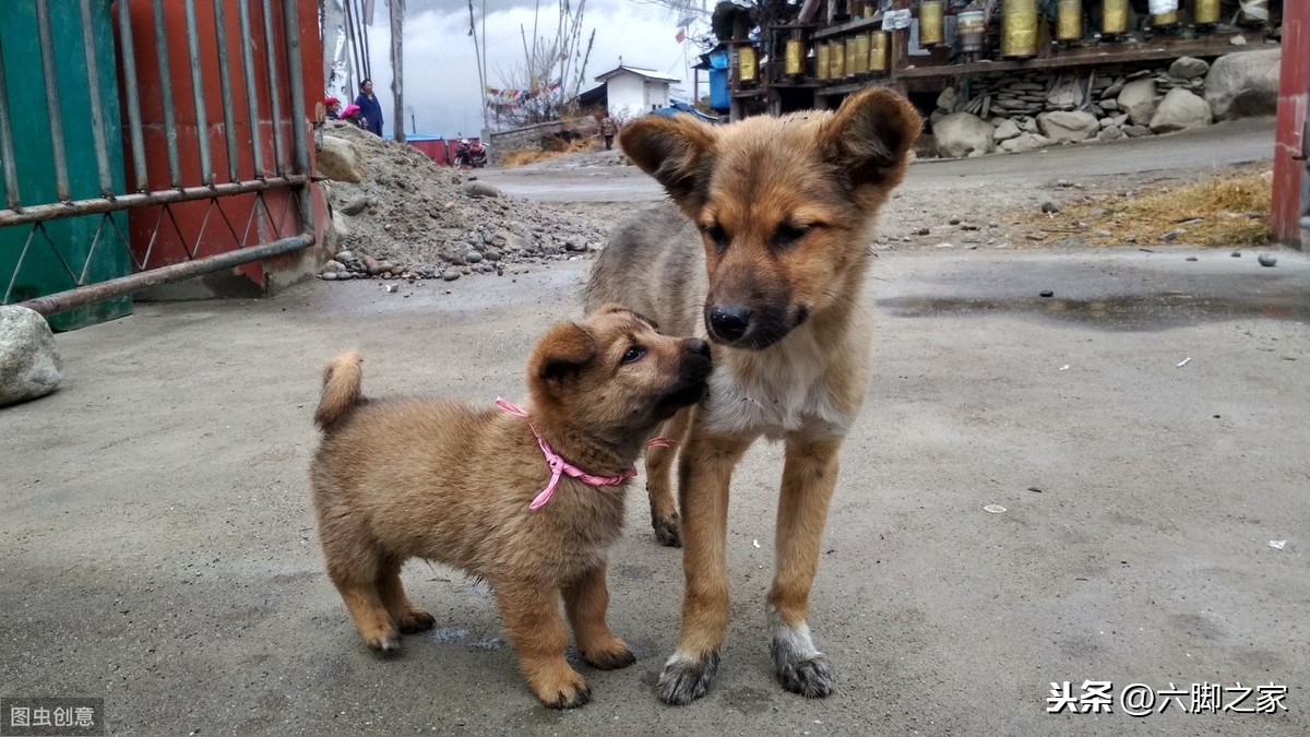 中华田园犬在海外生活情况，中华田园犬在海外生活情况如何