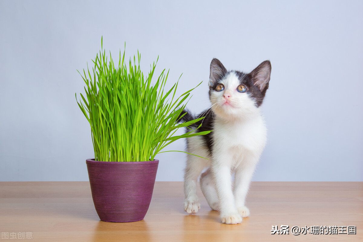 [猫草片]化毛膏和猫草，你会选哪个？为什么？