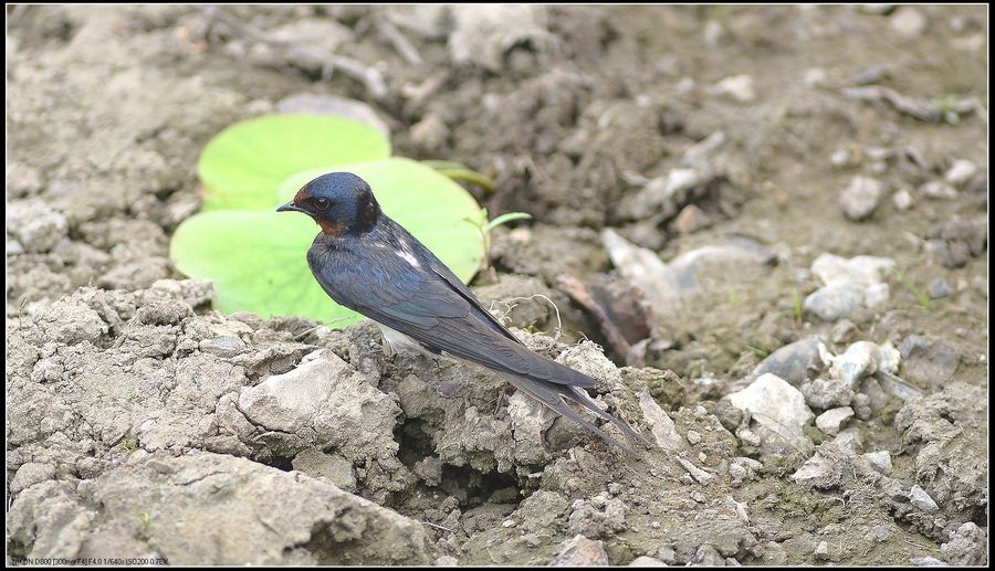 燕子的图片燕子的图片真实照片
