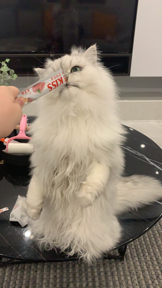 猫屋虐猫致4只猫死