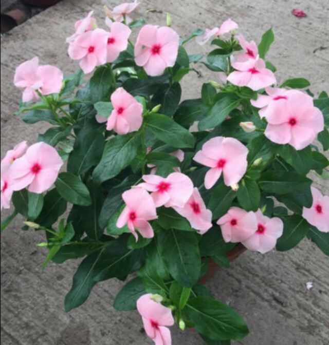 广州哪些植物适合盆栽阳台种植,特点好养耐高温？