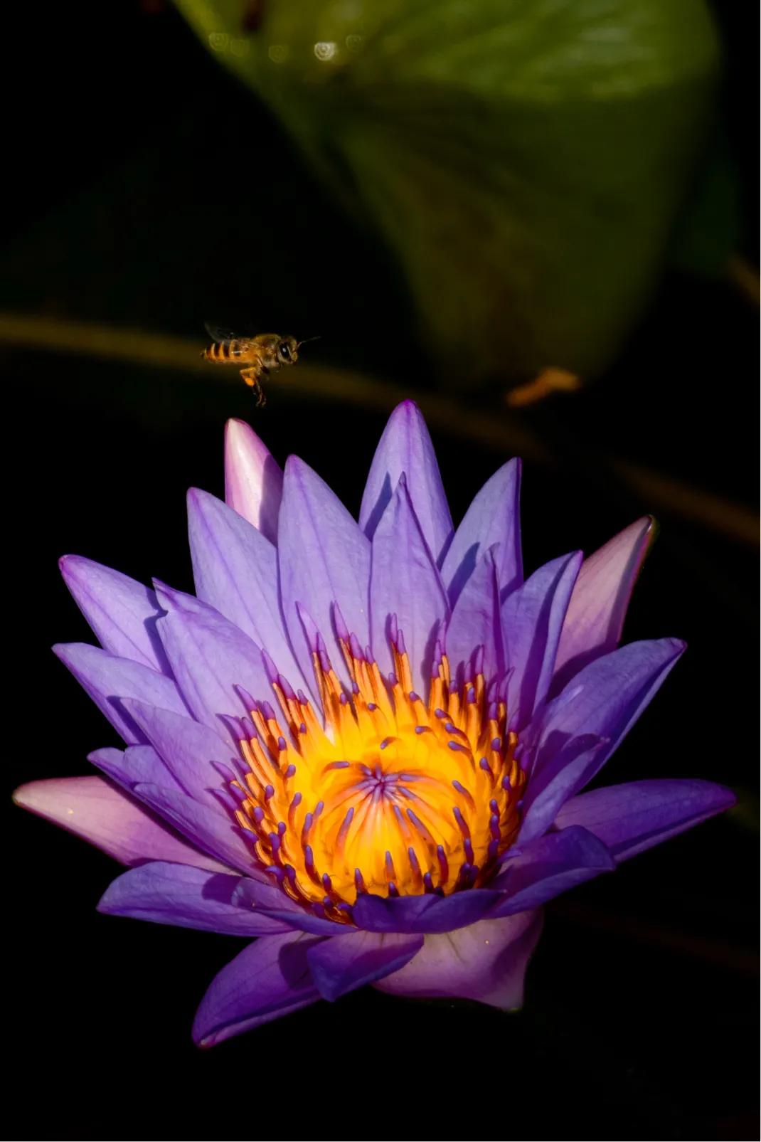 [索尼黑卡]索尼的黑卡，1和2哪个好？