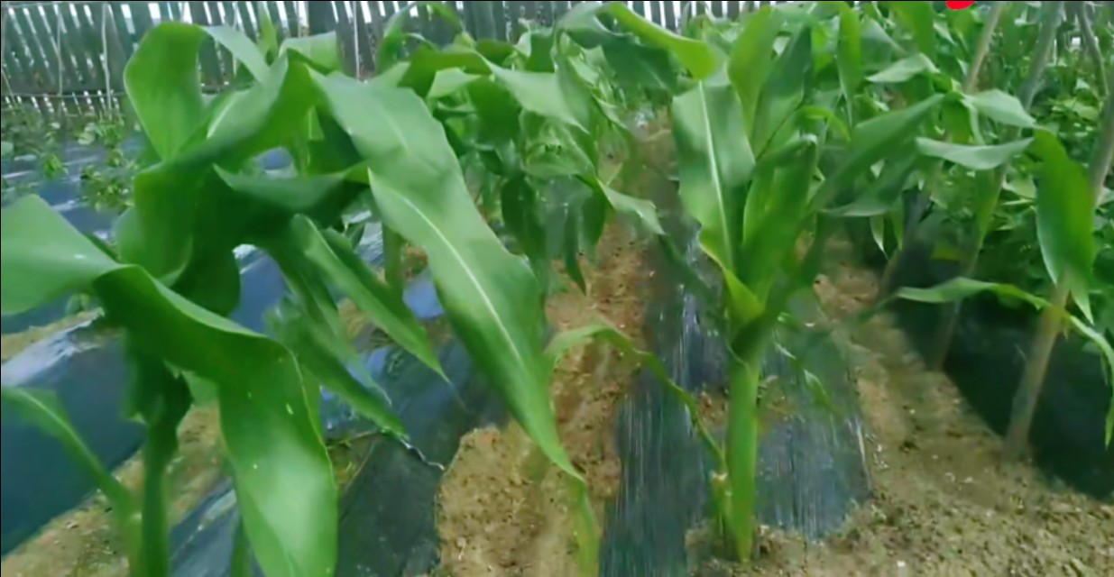 [河南玉米收获季遇雨]玉米收获前十天下雨，玉米杆会烂根？
