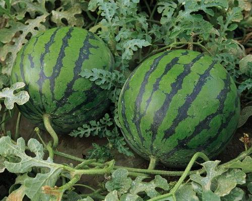 厦门市场西瓜一斤多少钱 厦门市场西瓜一斤多少钱