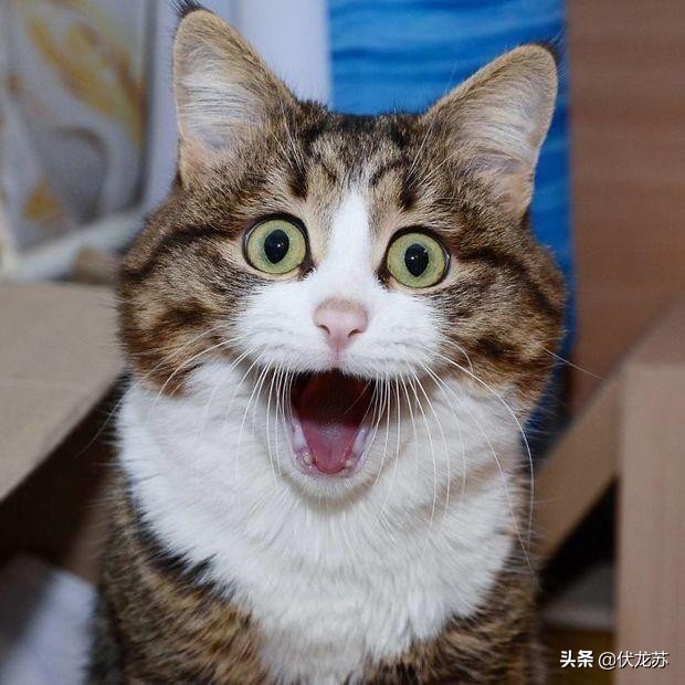 [查处一屠宰猫只窝点]海南：数百只将被屠宰的猫咪被截获，正被全力救治, 你怎么看？