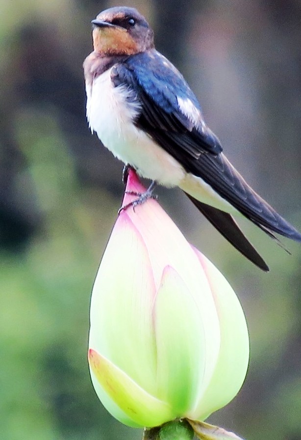 燕子的图片燕子的图片真实照片 燕子的图片燕子的图片真实照片