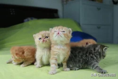 上门喂猫没找到猫（上门喂猫需要什么条件？）