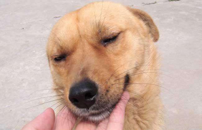 中华田园犬在海外生活情况，中华田园犬在海外生活情况如何