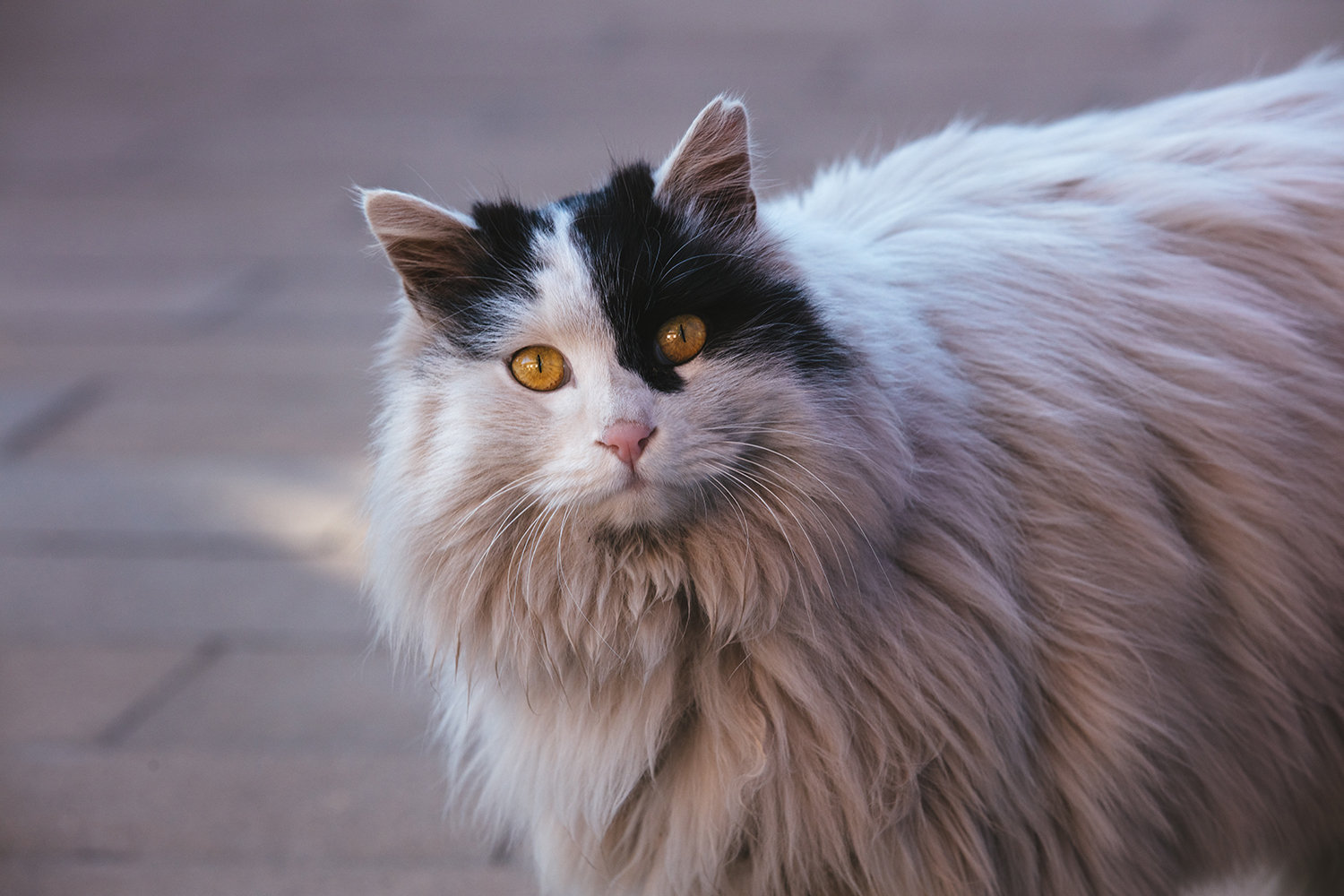 故宫十大御猫排名?:故宫猫图片 故宫十大御猫排名?:故宫猫图片