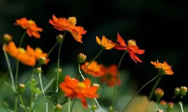 [黑色壁纸全黑]电脑屏幕总是自动变成黑色背景？