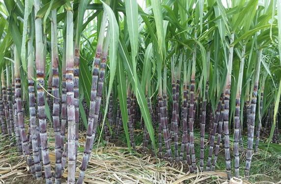 河南卖甘蔗怎么样