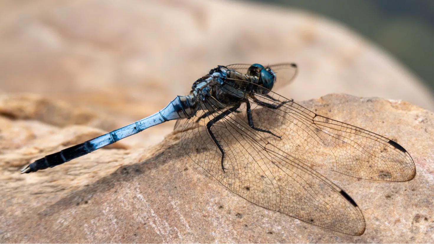 [索尼黑卡]索尼的黑卡，1和2哪个好？