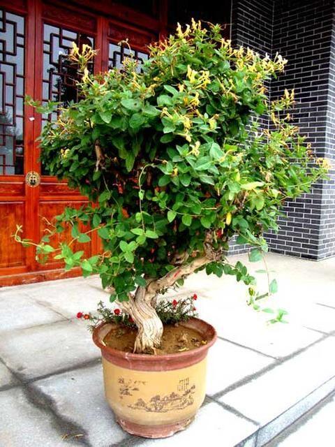 河南省濮阳地区适合种金银花吗？