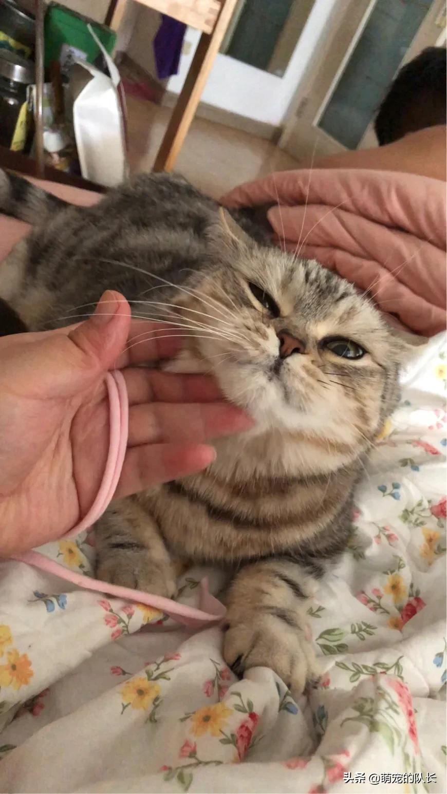 [猫草片]化毛膏和猫草，你会选哪个？为什么？