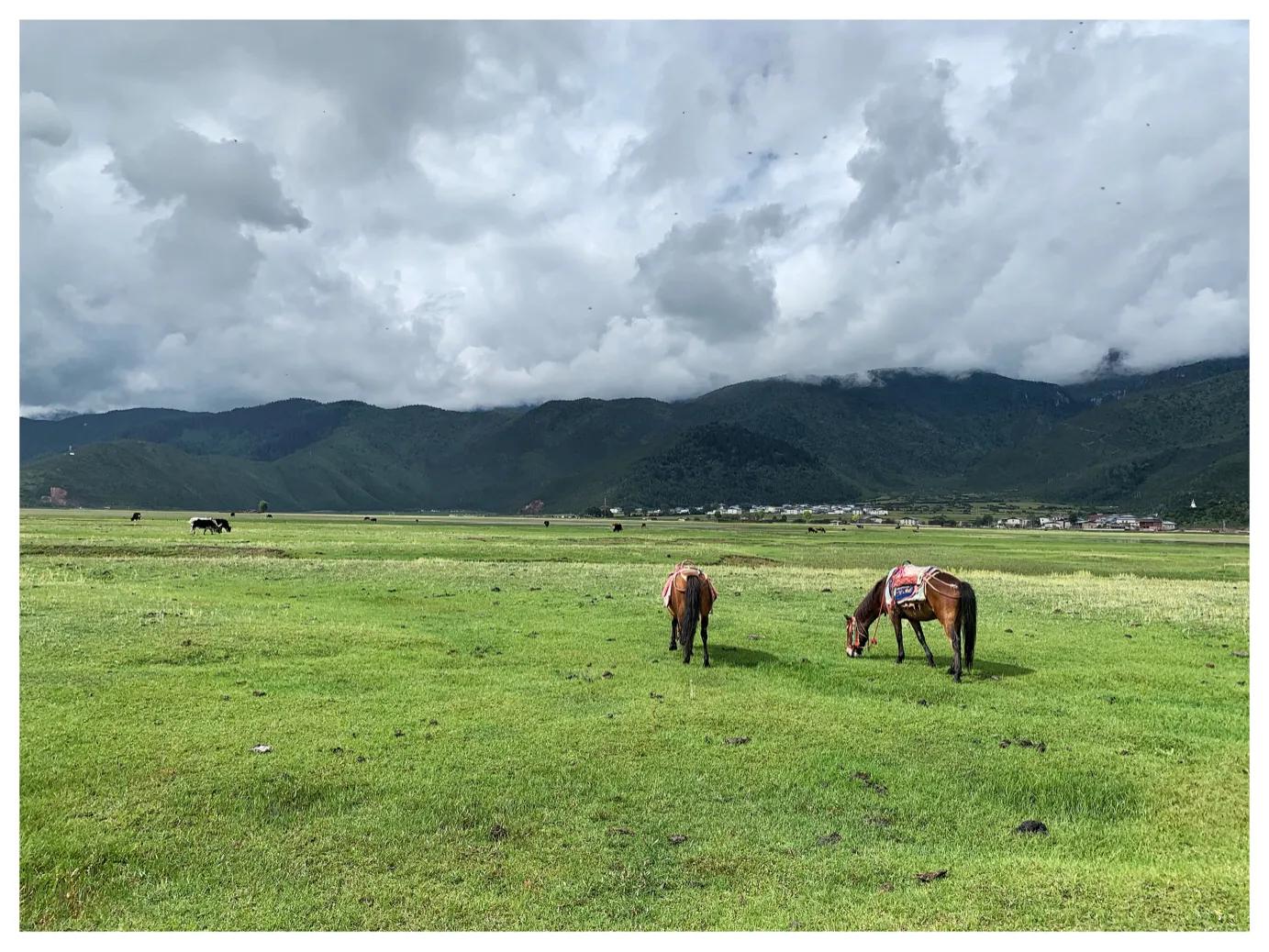 燕子的图片燕子的图片真实照片 燕子的图片燕子的图片真实照片