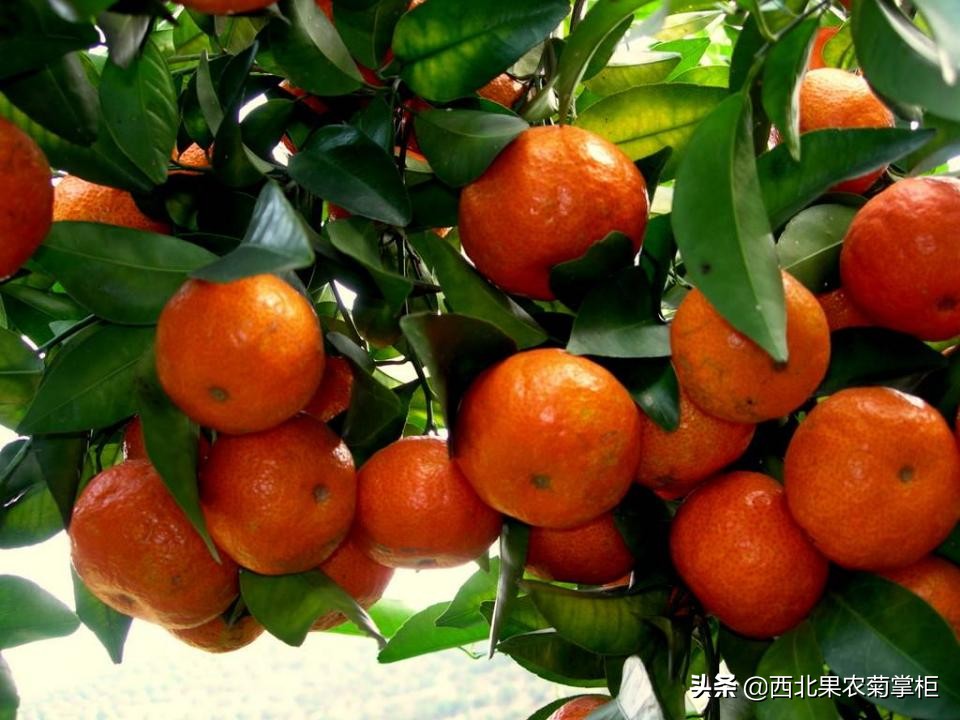 桂林市哪个地方沙糖桔多