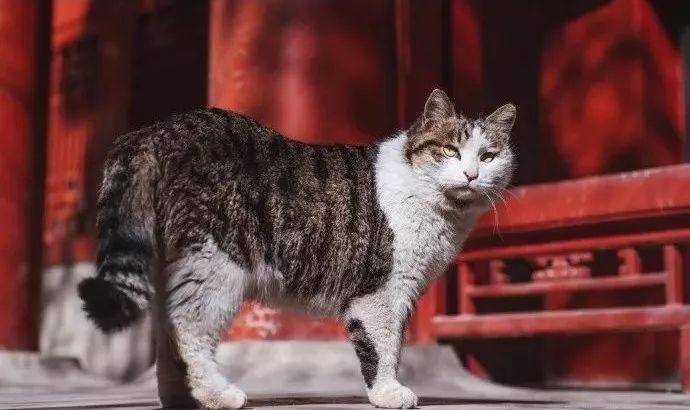 故宫十大御猫排名？：故宫猫图片