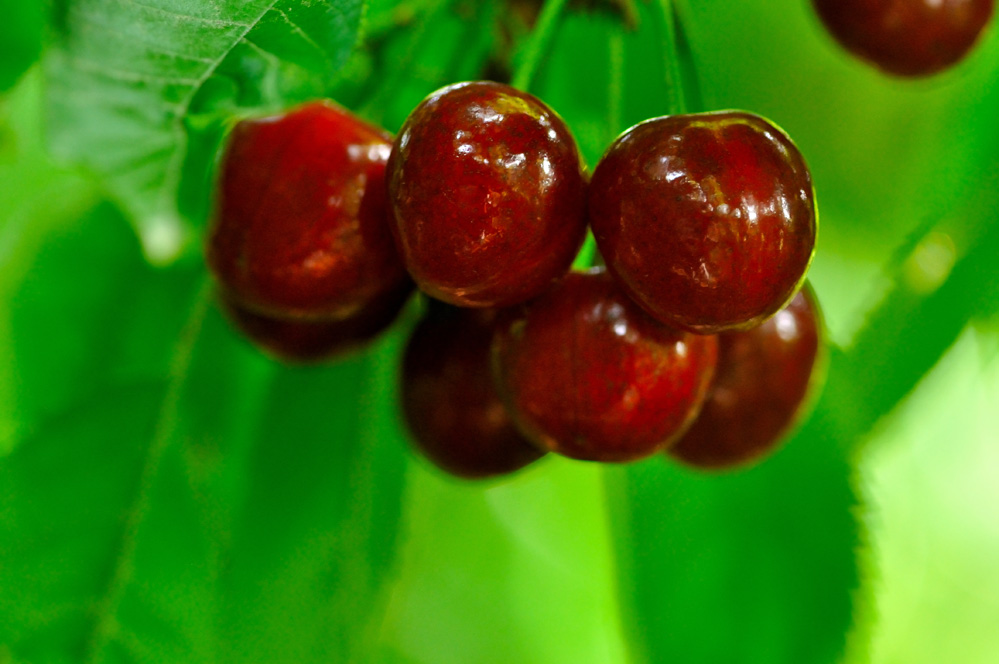 照相机品牌照相机品牌排行榜前十名 照相机品牌照相机品牌排行榜前十名
