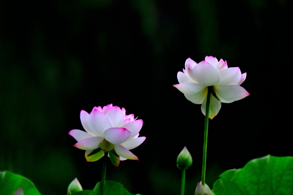 照相机品牌照相机品牌排行榜前十名 照相机品牌照相机品牌排行榜前十名