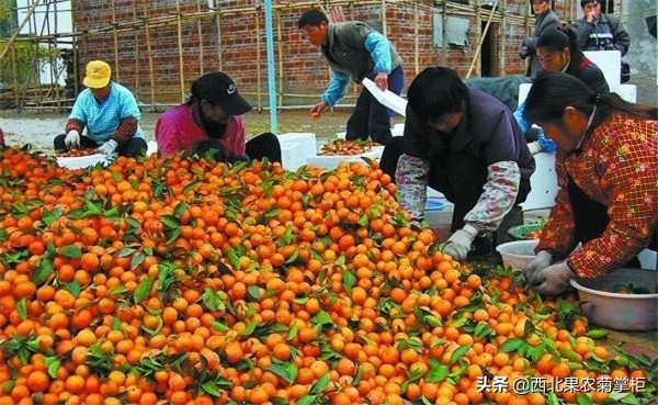 桂林市哪个地方沙糖桔多