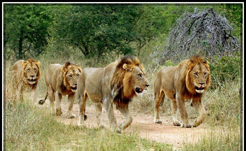 [克鲁格国家公园]有关于南非克鲁格国家公园坏男孩雄狮联盟的介绍吗？