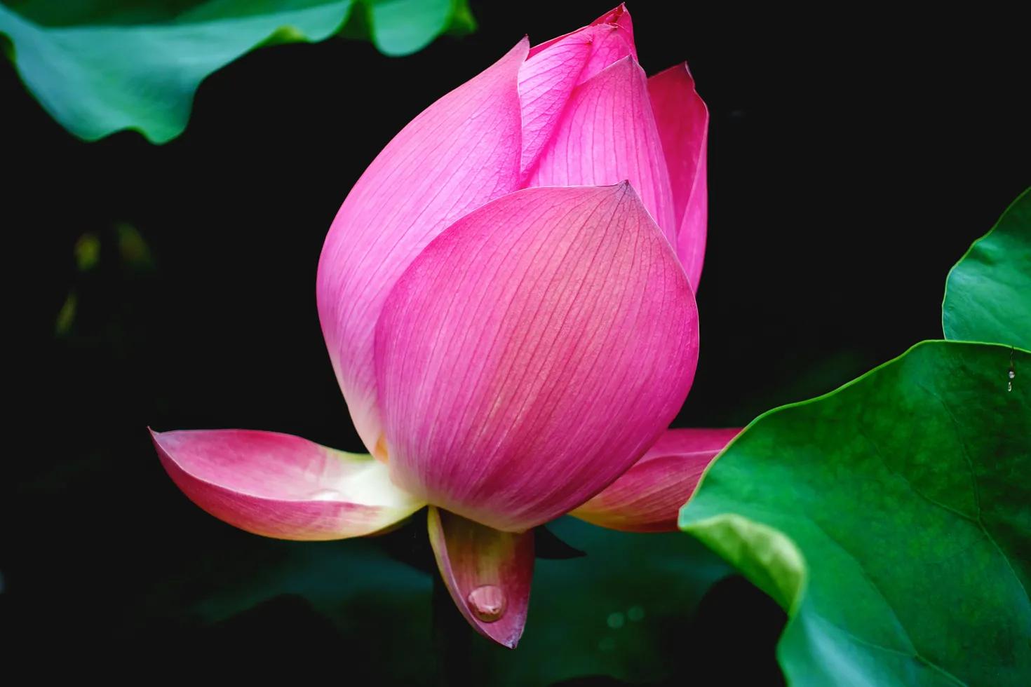 [索尼黑卡]索尼的黑卡，1和2哪个好？