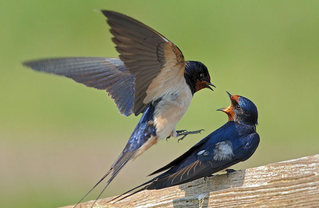 燕子的图片燕子的图片真实照片 燕子的图片燕子的图片真实照片