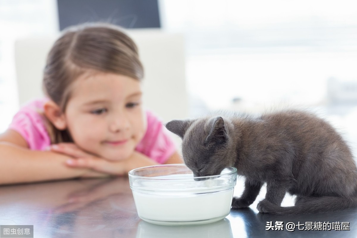 猫屋虐猫致4只猫死