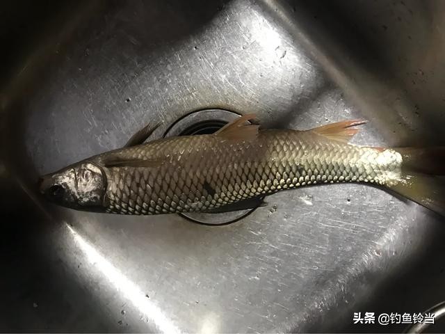 广州市天河区有什么钓场