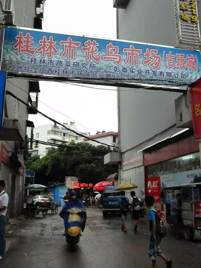 桂林市文化宫属于哪个区