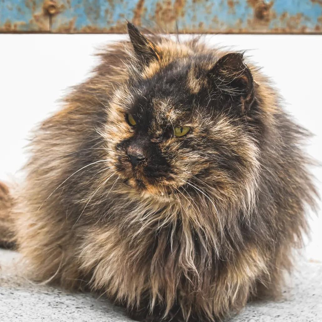 [索尼黑卡]索尼的黑卡，1和2哪个好？