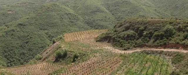 种植生地需要什么样的土壤环境？