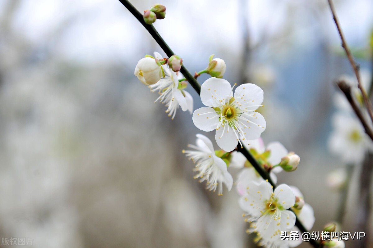 广州市流溪河是什么