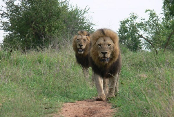 [克鲁格国家公园]有关于南非克鲁格国家公园坏男孩雄狮联盟的介绍吗？