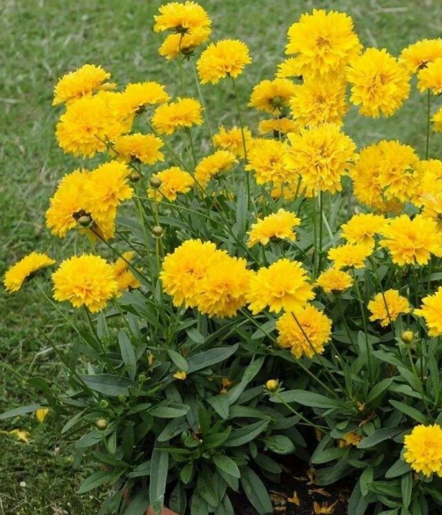 广州哪些植物适合盆栽阳台种植,特点好养耐高温? 广州哪些植物适合盆栽阳台种植,特点好养耐高温?