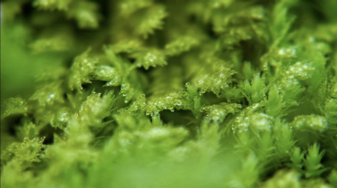 婚姻网站制作奶茶视频,你觉得刘强东和奶茶的婚姻还能维持下去吗?你如何看待他的致歉?