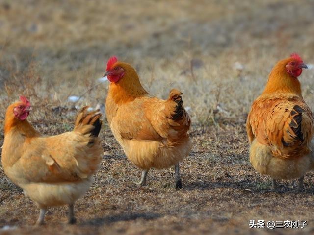 母鸡下蛋后都把蛋吃了，咋办？：离婚被判吃掉鸡再离