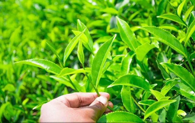 茶楼预约app开发