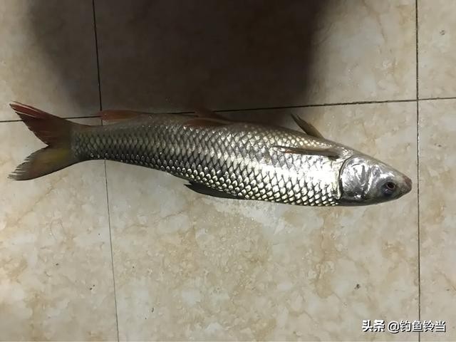 广州市天河区有什么钓场 广州市天河区有什么钓场