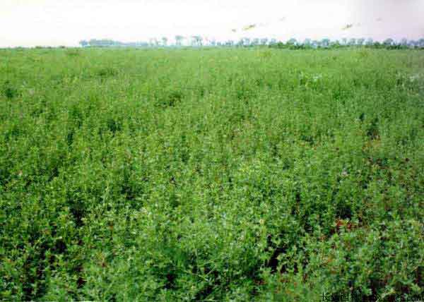 请问在河南豫东地区养羊种植什么牧草合适？