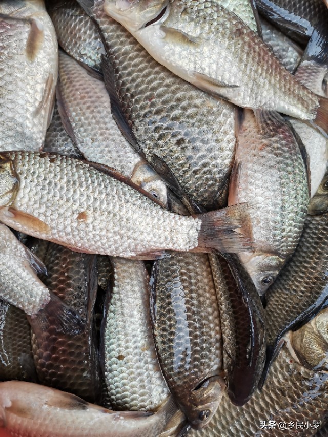胖大哥海外生活，胖大哥海外生活视频