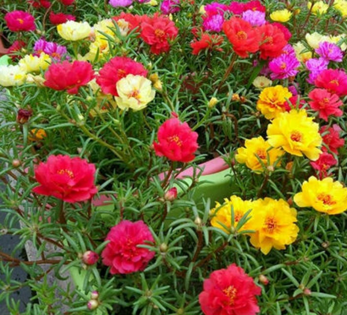 广州哪些植物适合盆栽阳台种植,特点好养耐高温? 广州哪些植物适合盆栽阳台种植,特点好养耐高温?