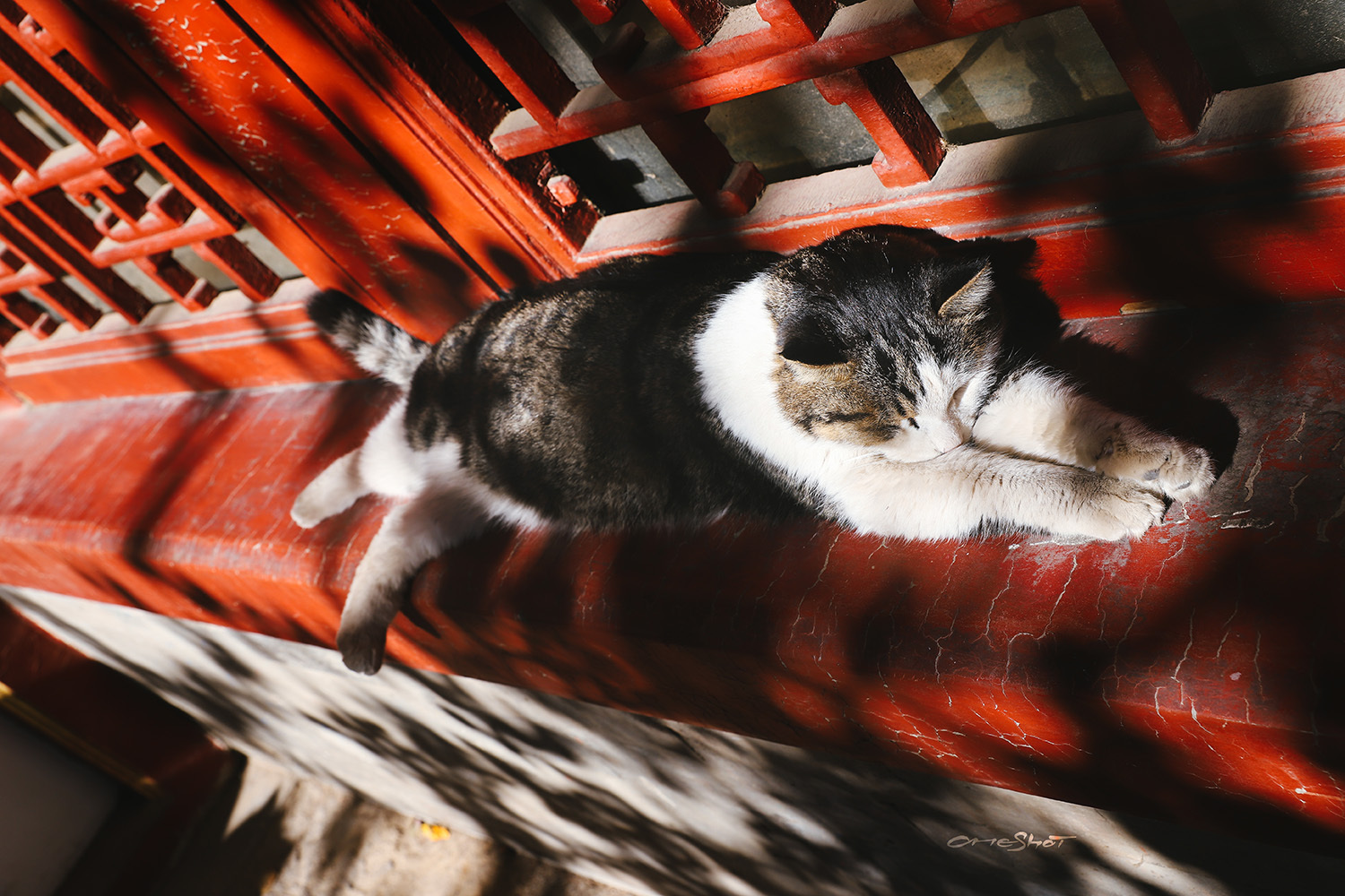 故宫十大御猫排名?:故宫猫图片 故宫十大御猫排名?:故宫猫图片