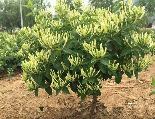 河南省濮阳地区适合种金银花吗？