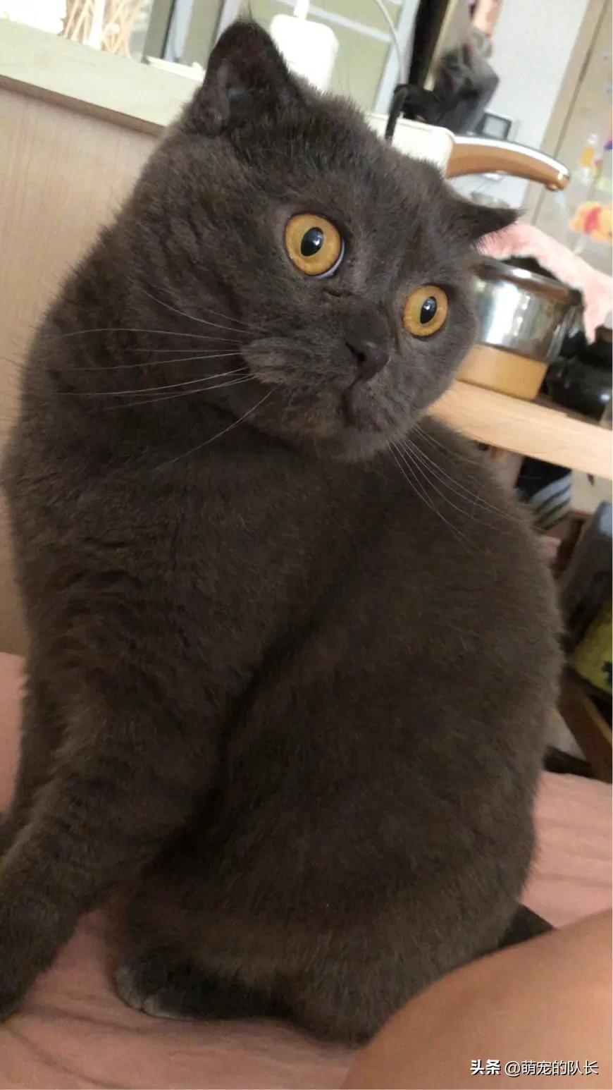 [猫草片]化毛膏和猫草，你会选哪个？为什么？