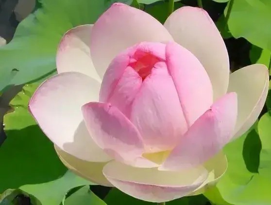 女企业家海外生活视频曝光，女企业家海外生活视频曝光
